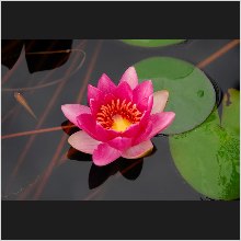 WaterLily_04.JPG