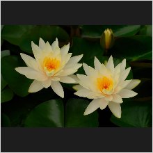 WaterLily_05.JPG