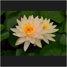 WaterLily_06.JPG