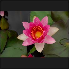 WaterLily_07.JPG