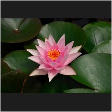 WaterLily_09.JPG