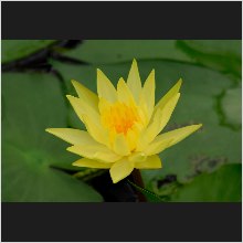 WaterLily_10.JPG