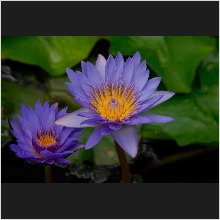 WaterLily_11.JPG