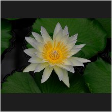 WaterLily_12.JPG