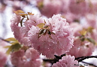 sakura_01.jpg