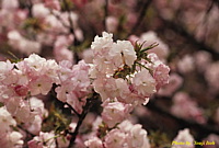 sakura_02.jpg